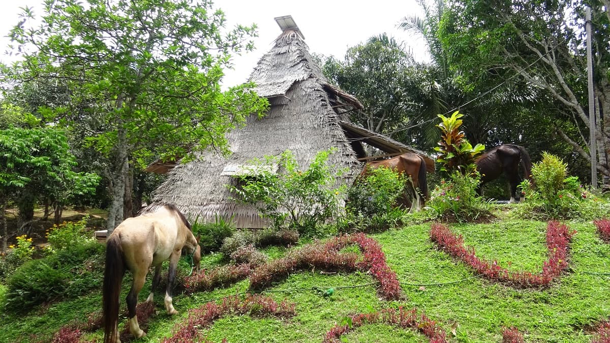 Promouvoir l’Agriculture traditionnelle intégrée à l’Élevage ainsi que la Santé par les méthodes naturelles;