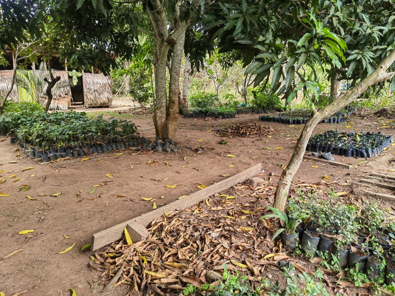 TRAVAUX SUR LE TERRAIN image 4