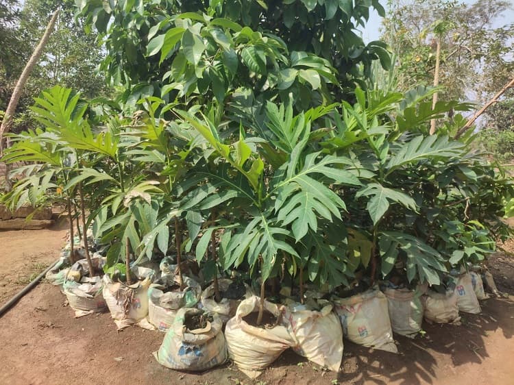 La création des pépinières de différents produits vivriers africains. image 2