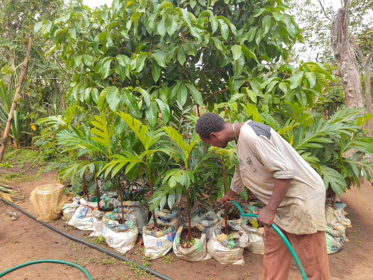 AGRICULTURE image 12