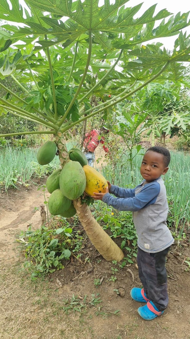 AGRICULTURE image 2
