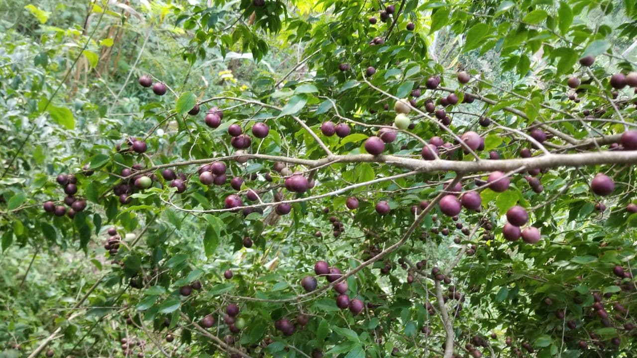 AGRICULTURE image 5