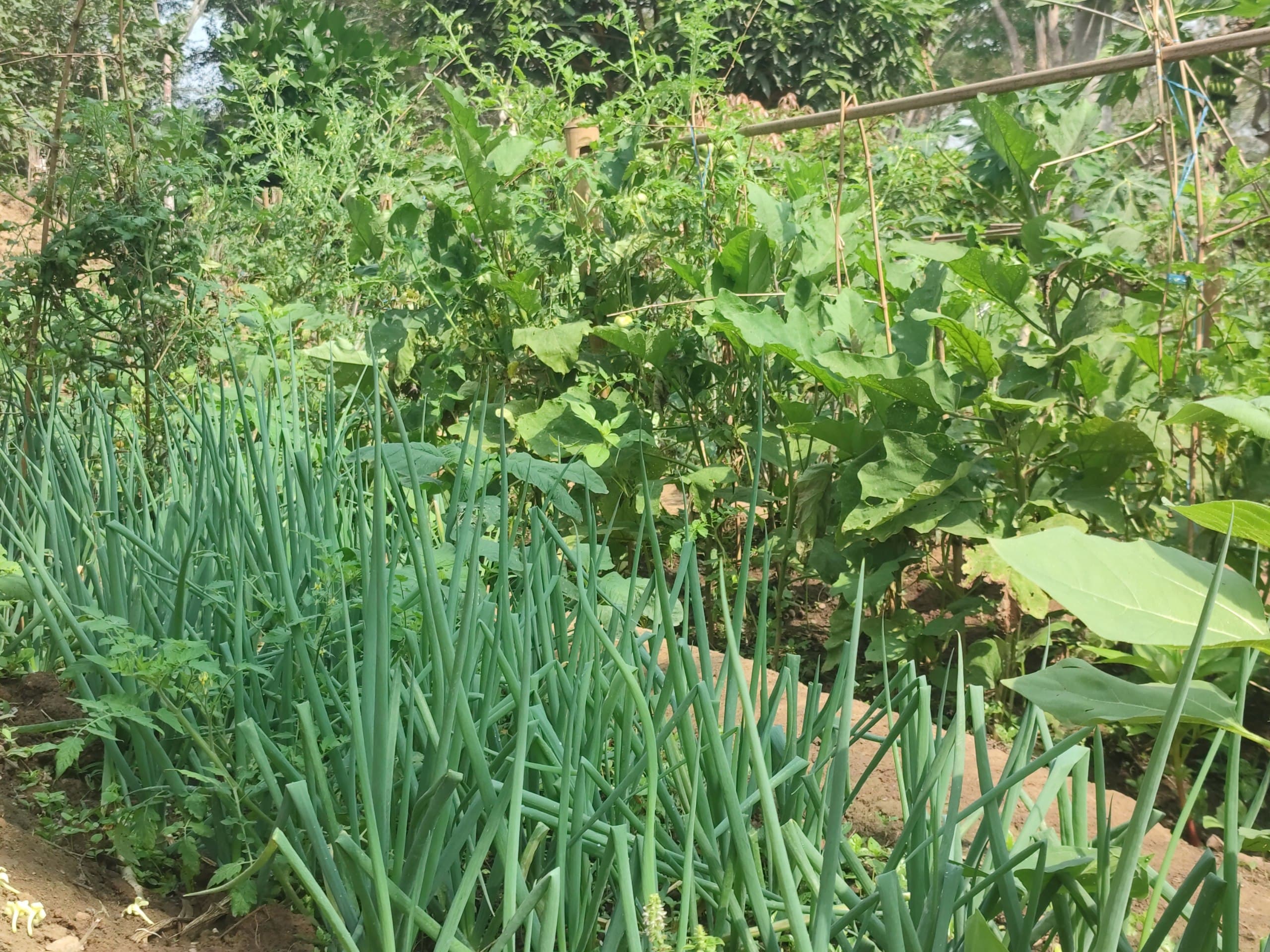 AGRICULTURE image 1