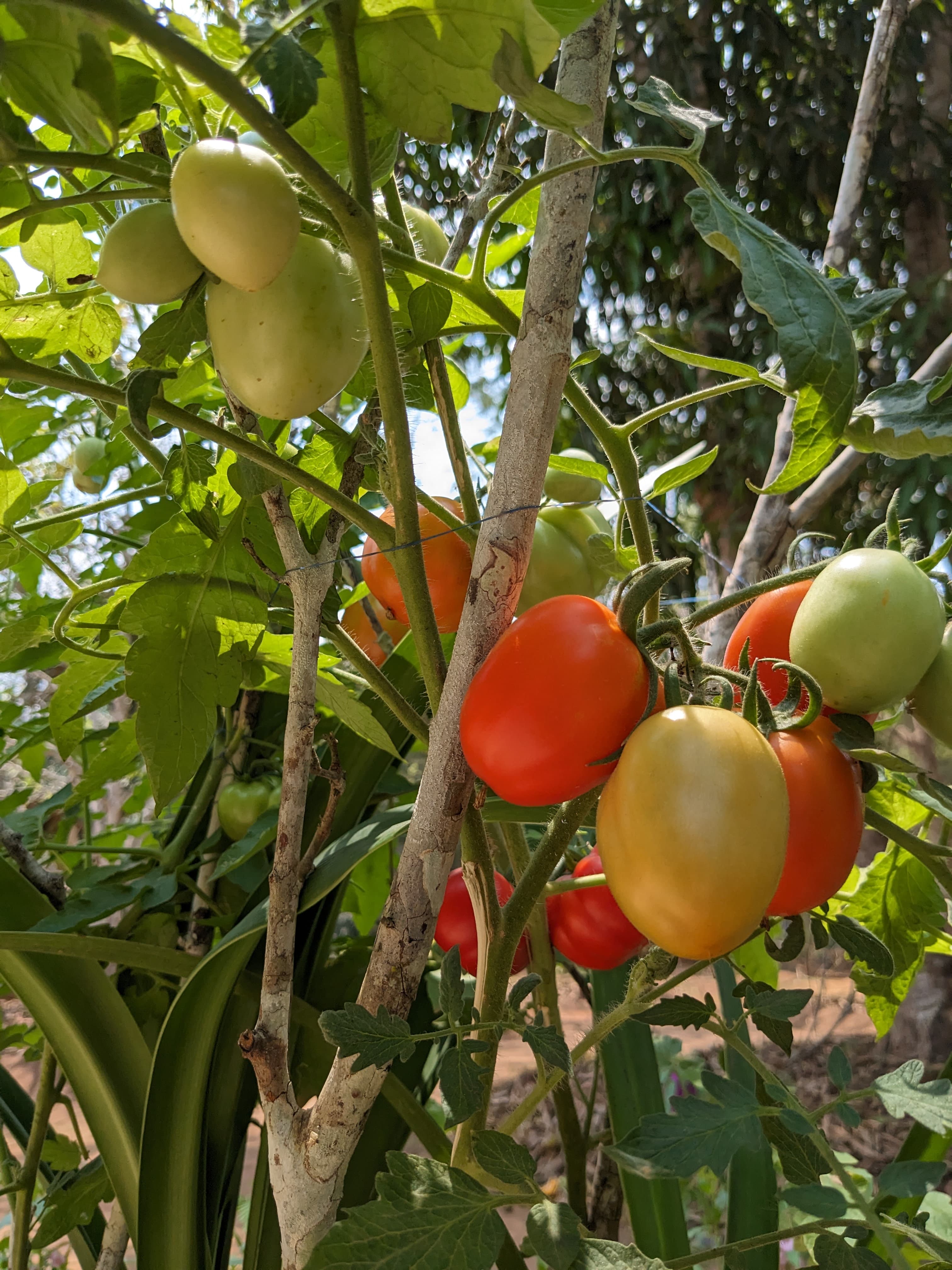 AGRICULTURE image 3